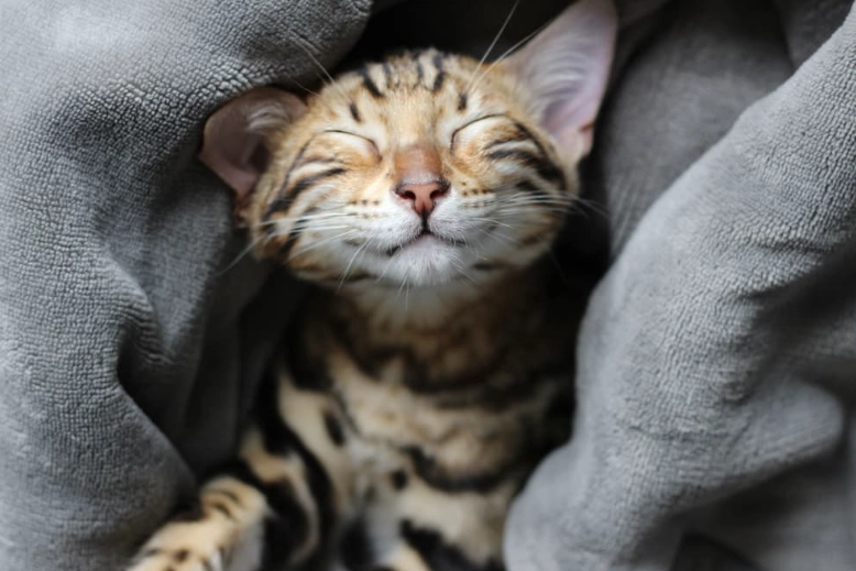 dream about cat meaning