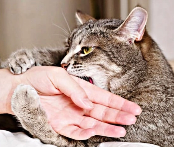 cat attack dreams cat attack dreams