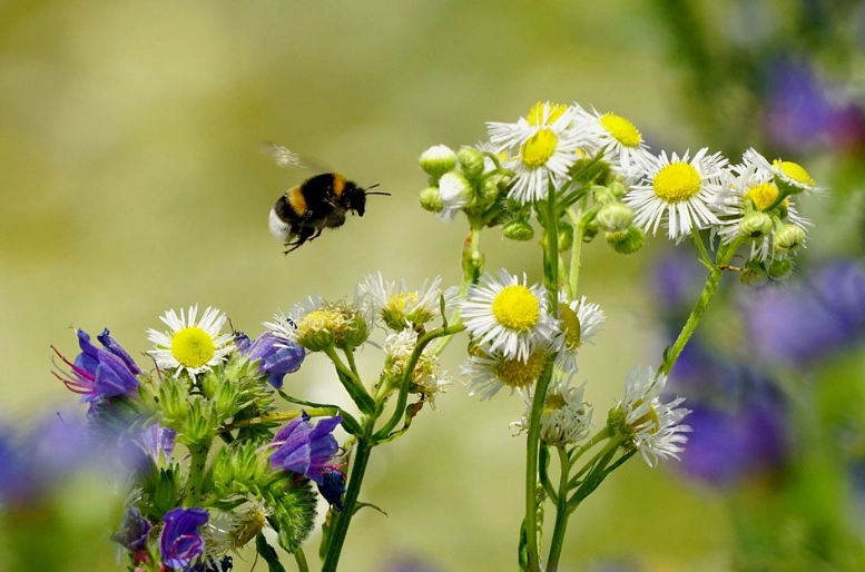 dream interpretation bumblebee