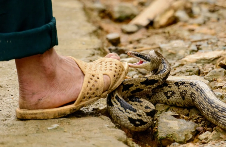 interpret snake bite dream