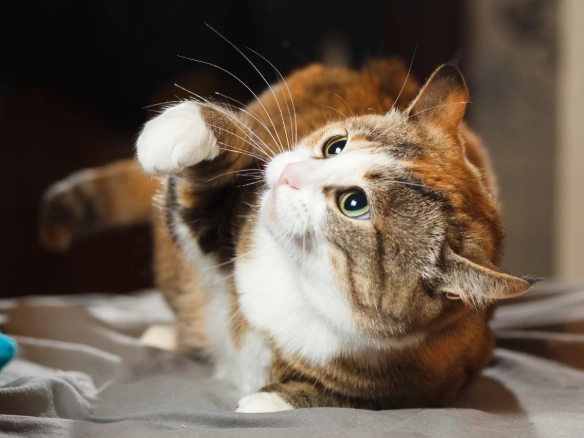 dreams about cats attacking you