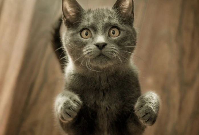 nightmare meaning nightmare meaning