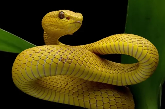 dream about yellow snake