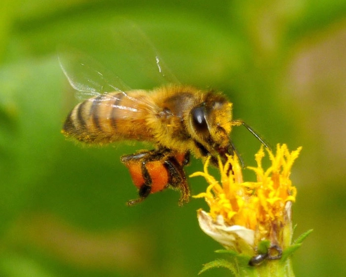 bees in dreams interpretation