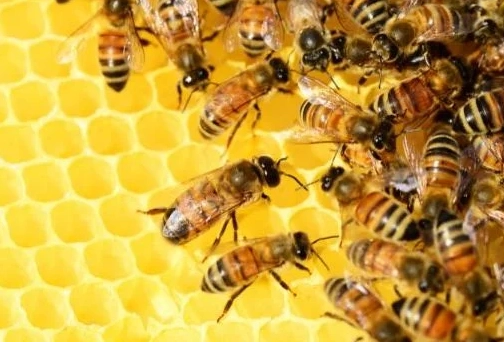 dream dictionary bees