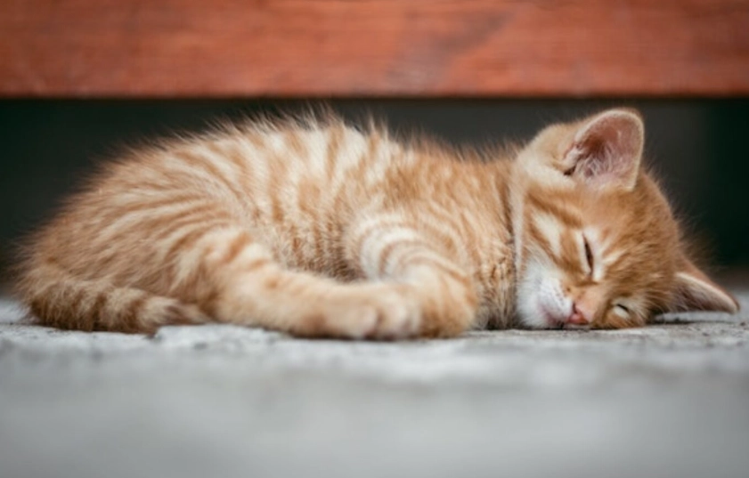 dreaming about a kitten meaning dreaming about a kitten meaning