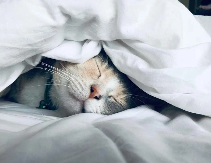 dreaming of cats dreaming of cats