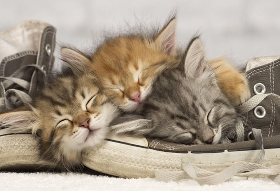 what does it mean when you dream of a kitten what does it mean when you dream of a kitten