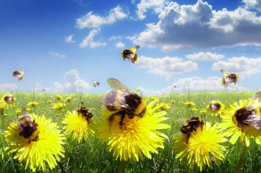 bees in dreams interpretation