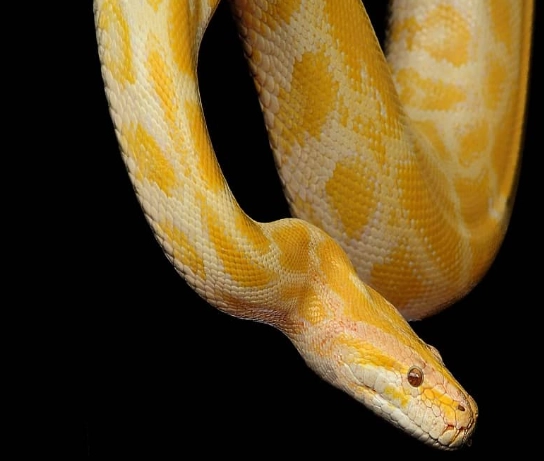 yellow snake symbolism