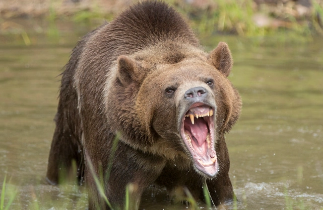 dreaming about bears dreaming about bears