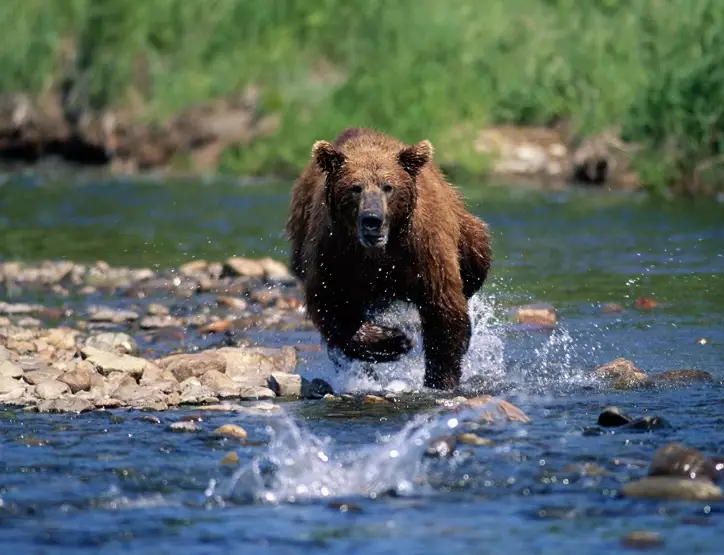 dreaming about bears dreaming about bears