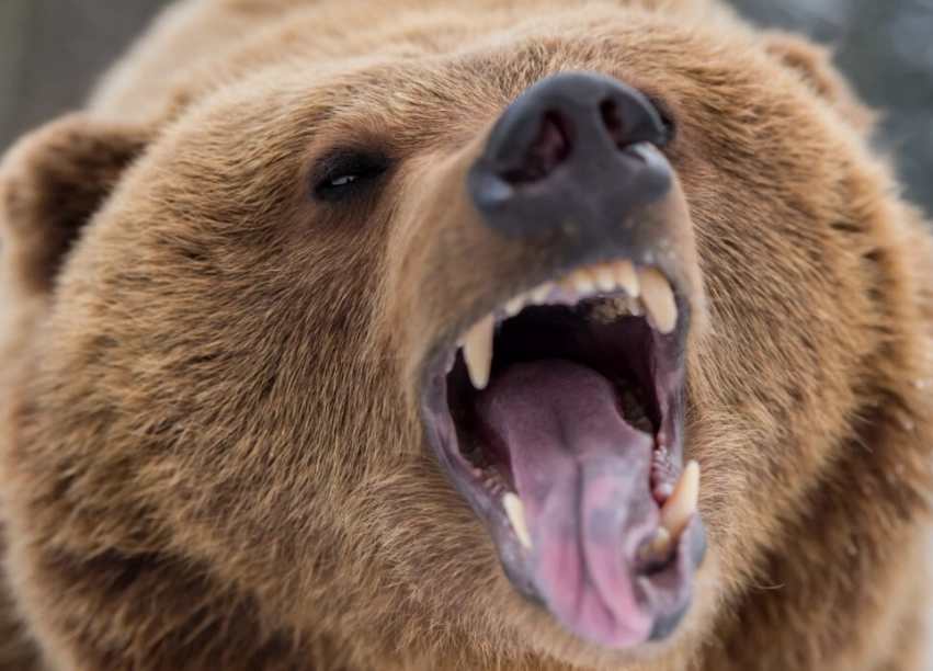 bear attack dream meaning bear attack dream meaning