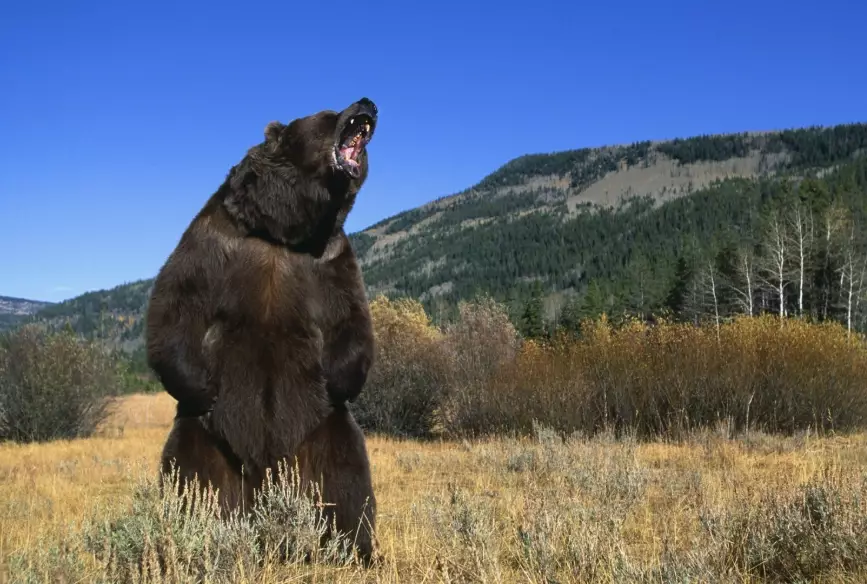 what does it mean when a bear chases you in a dream what does it mean when a bear chases you in a dream