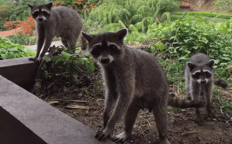dream about raccoon attacking