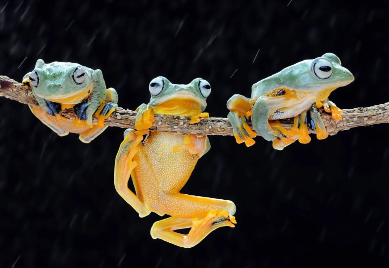 what does it mean to dream about frogs