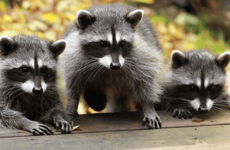 raccoon dream interpretation