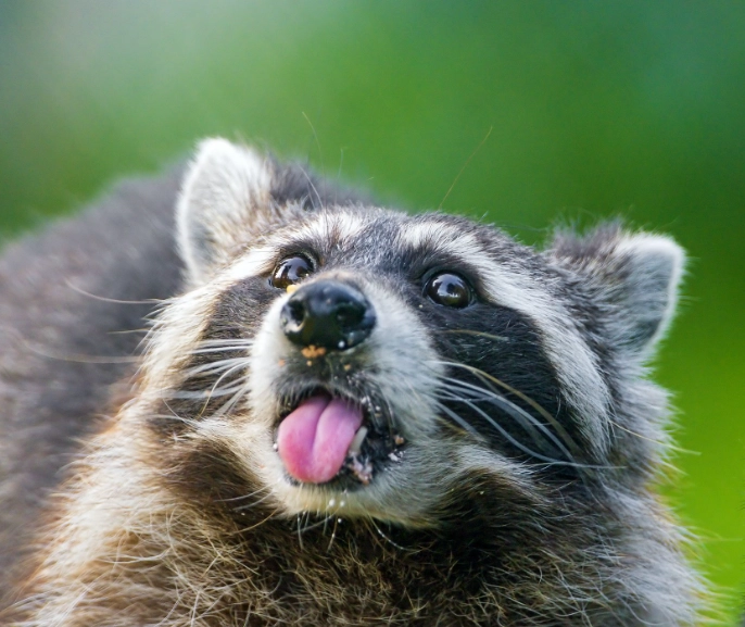 raccoon dream meaning
