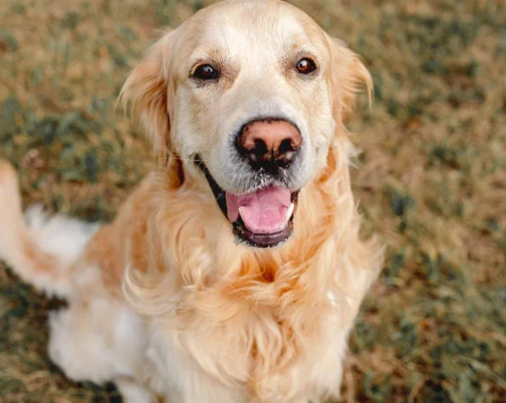 dog dream interpretation