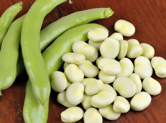 dreaming of beans dreaming of beans