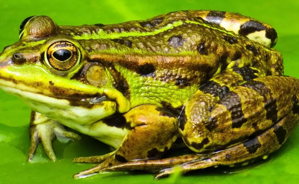 frog dream interpretation