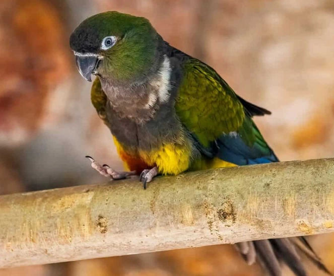 dream interpretation birds dream interpretation birds