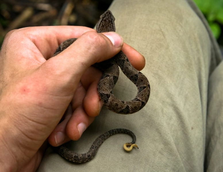 dream of killing a snake dream of killing a snake