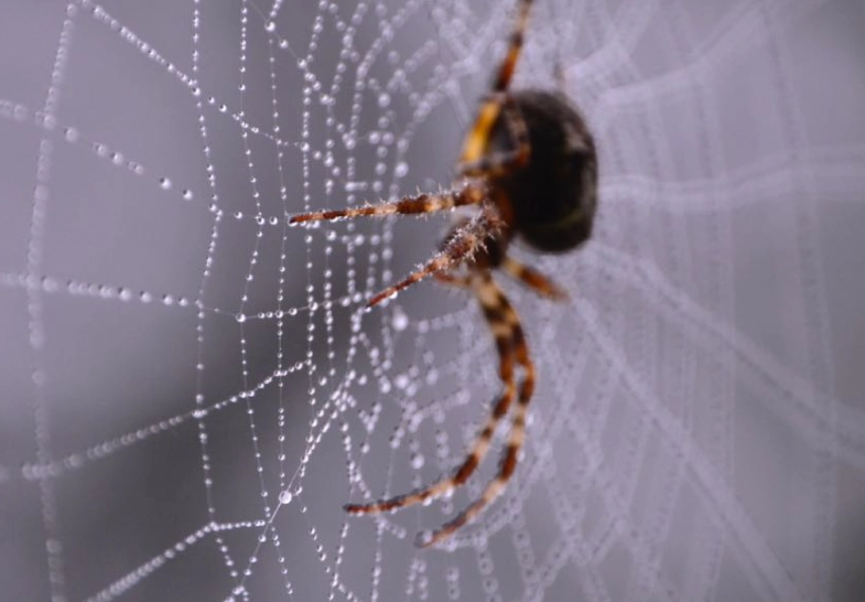 spider dream interpretation spider dream interpretation