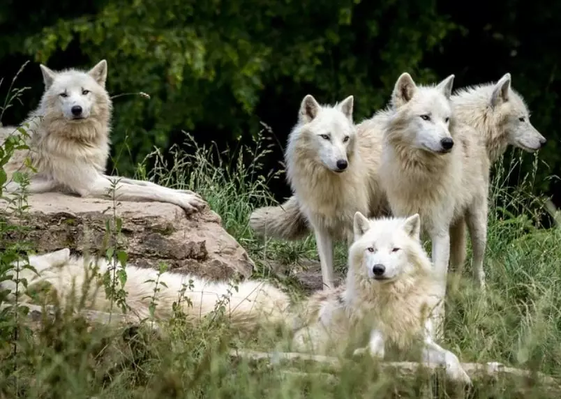 dream interpretation guide