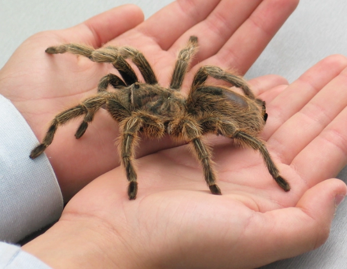 dream about spiders meaning dream about spiders meaning