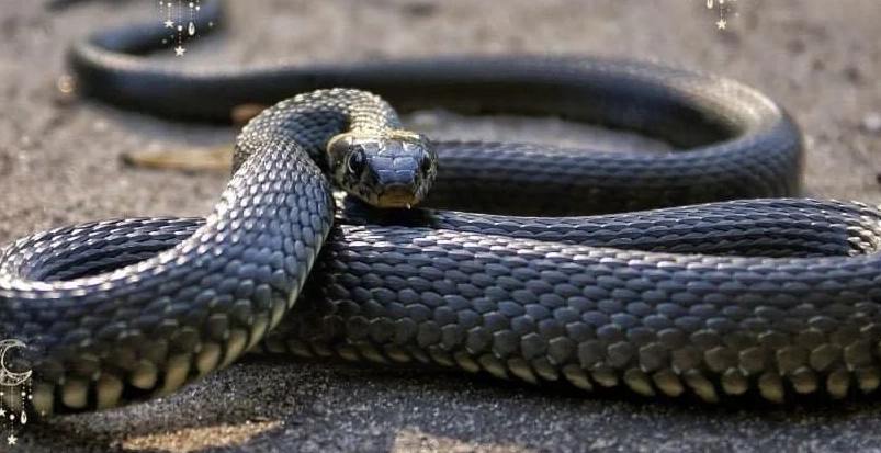 snake dream interpretation snake dream interpretation