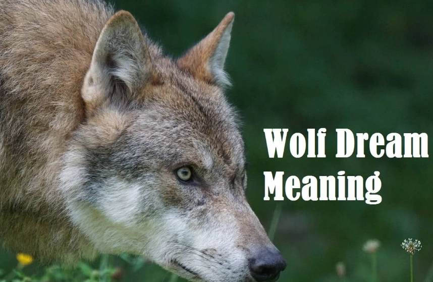 wolf dream meaning