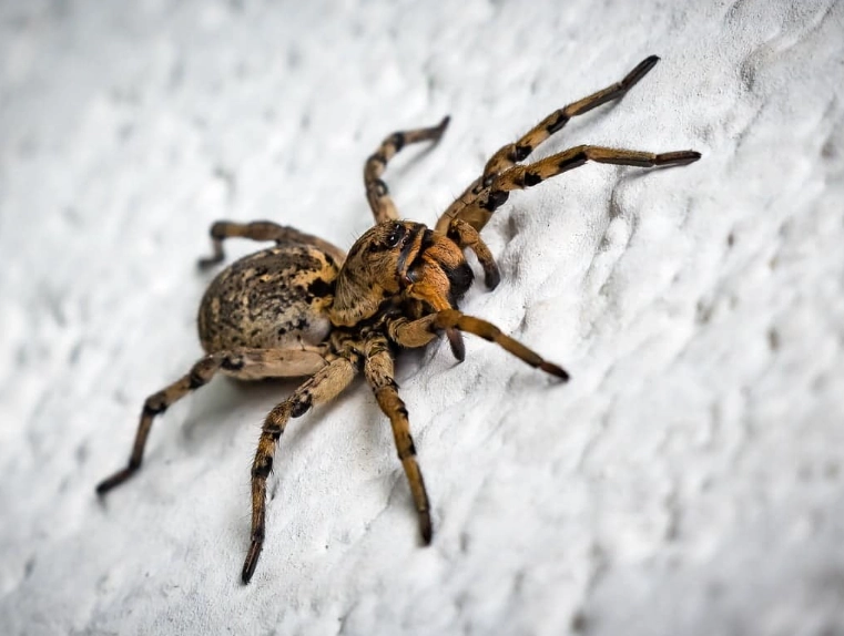 spider dream meaning