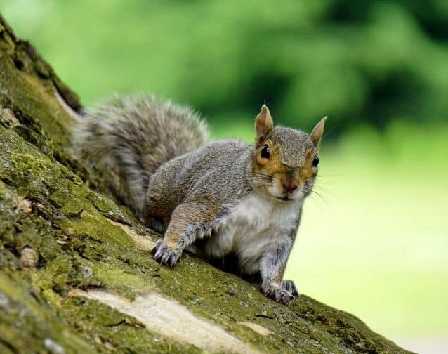 what does it mean when you dream about spiders