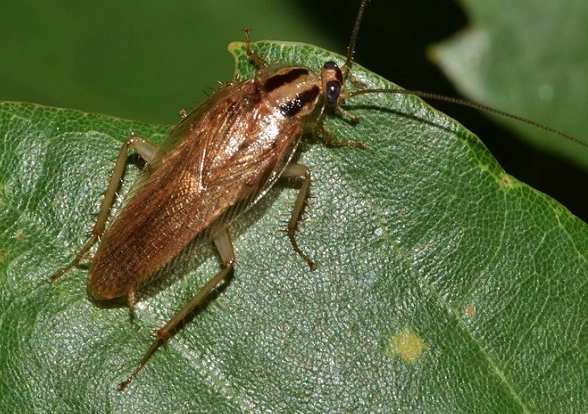 what does it mean when you dream about roaches