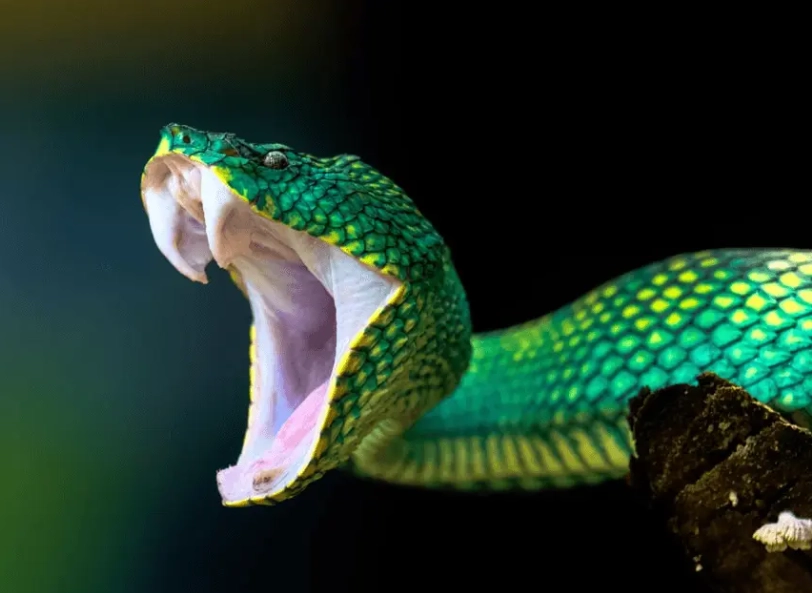 snake bite dream interpretation