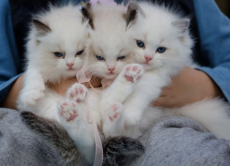 dreaming of a kitten dreaming of a kitten