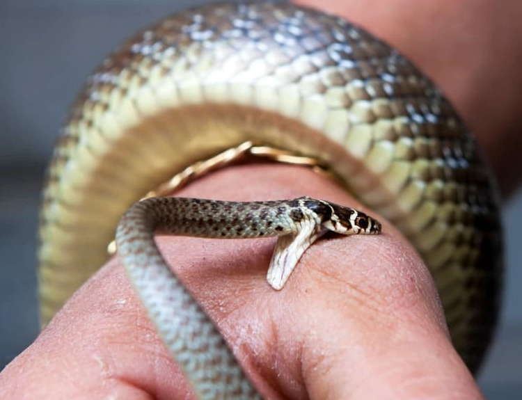 snake bite dream interpretation