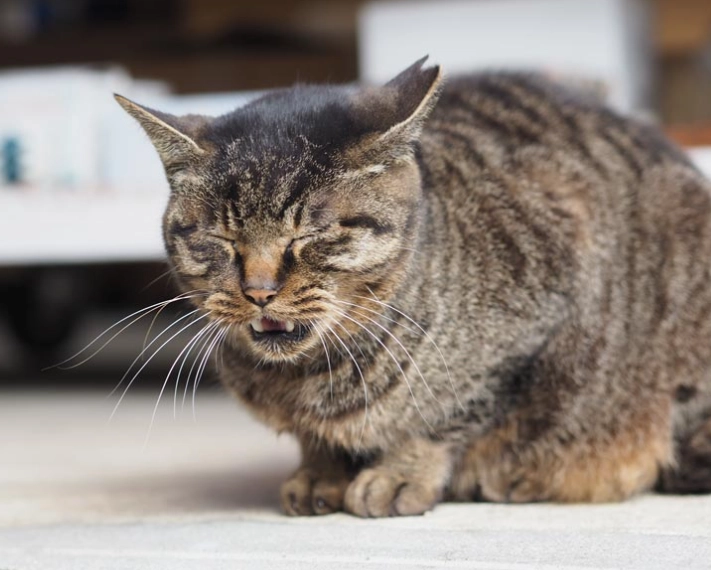 what does it mean to dream about cats