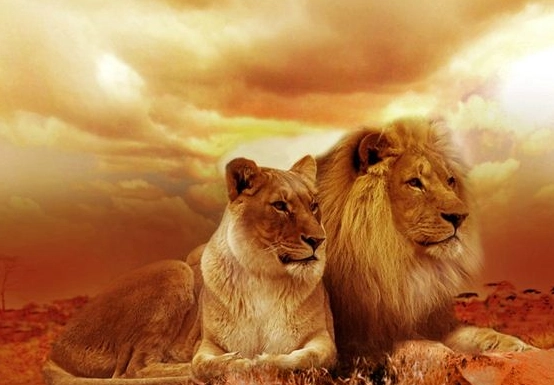 dream dictionary lion