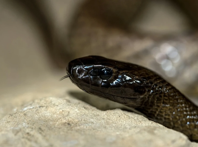 dream interpretation snake