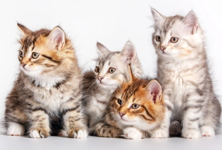 dreaming of a kitten dreaming of a kitten