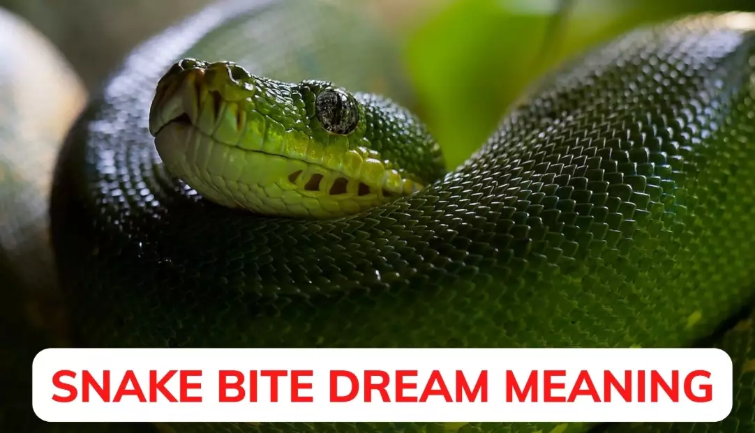 snake bite dream meaning