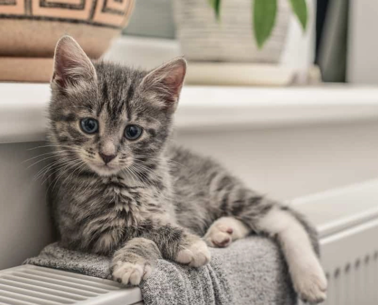 kitten dream meaning kitten dream meaning