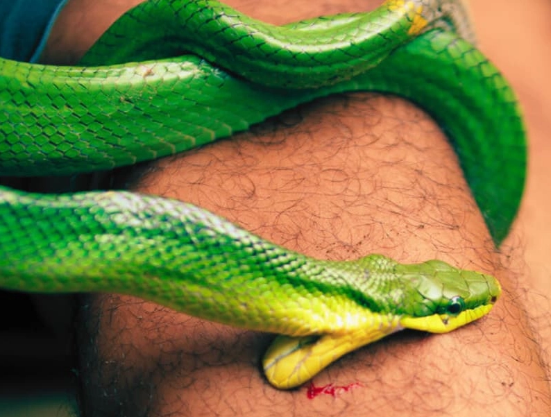 snake bite dream interpretation