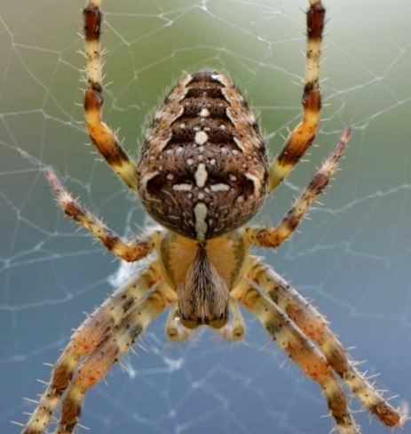 interpret spider dreams