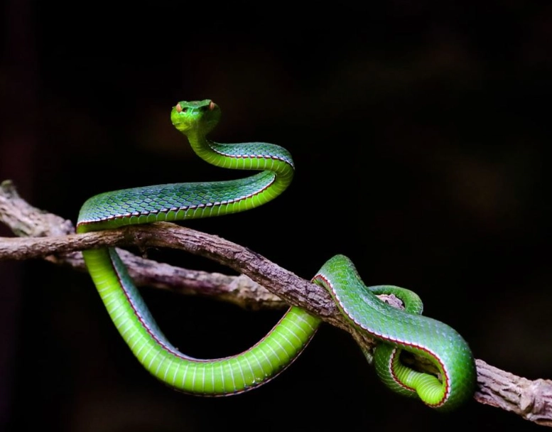 dream of green snake