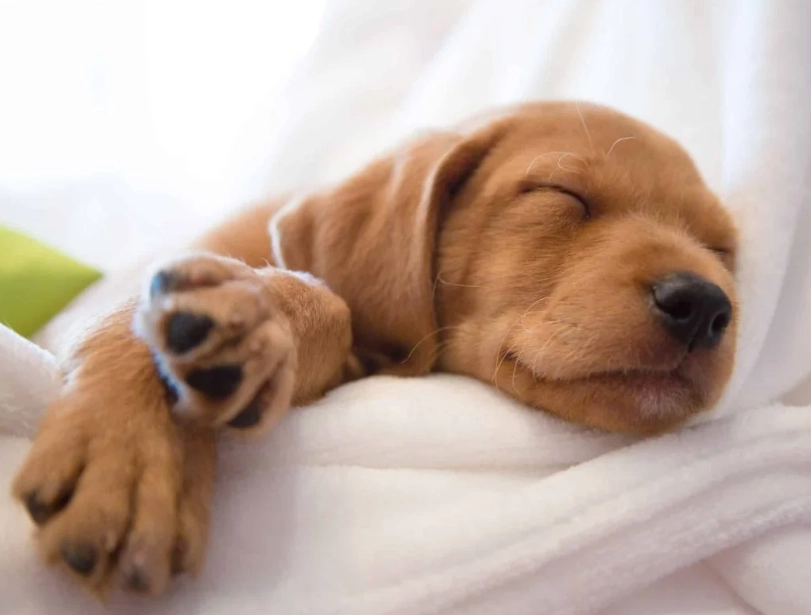 dreaming of dogs meaning