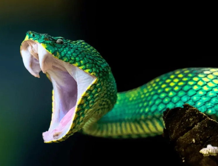 dreaming of snake bite