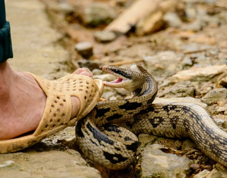 snake bite dream meaning